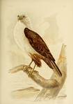 ...Haliastur Leucosternus. White-breasted Sea-Eagle = White-bellied sea eagle (Haliaeetus leucogast