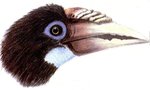 Narcondam hornbill (Rhyticeros narcondami)