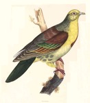 Wedge-tailed green pigeon (Treron sphenurus)