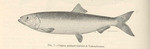 Pacific herring (Clupea pallasii)