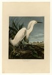 Audubon - snowy egret (Egretta thula)
