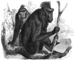Celebes crested macaque, Cynopithecus niger ( = Macaca nigra)