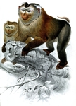 Macacus leoninus = Northern pig-tailed macaque (Macaca leonina)