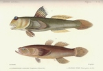...Cuvier-81-periophtalme-éléotris = giant mudskipper (Periophthalmodon schlosseri) & spinycheek sl