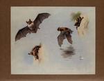 Natterer's bat (Myotis nattereri) & Daubenton's bat (Myotis daubentonii)