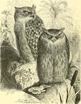 Indian fish-owl = brown fish owl (Ketupa zeylonensis)