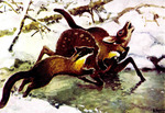 ...Painting of kharzas attacking a musk deer - Amur yellow-throated marten (Martes flavigula boreal