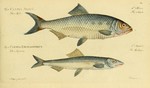 Allis shad (Alosa alosa) & European anchovy (Engraulis encrasicolus)