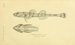 Averruncus sterletus = southern spearnose poacher (Agonopsis sterletus)