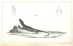 Lamprosaurus guttulatus = Great Plains skink (Plestiodon obsoletus)