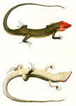 Eumeces laticeps = broad-headed skink / broadhead skink (Plestiodon laticeps)