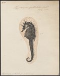 Long-snouted seahorse (Hippocampus guttulatus)
