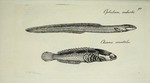 Ophidium imberbi = pearl fish (Carapus acus) & Ceylon snakehead (Channa orientalis)