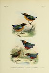 ...Blue-winged pitta (Pitta moluccensis), Mangrove pitta (Pitta megarhyncha), Papuan pitta (Erythro