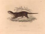 Lutra leptonyx = Asian small-clawed otter (Aonyx cinereus)