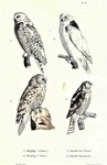 Snowy owl / Bubo scandiacus, Ural owl / Strix uralensis, Boreal owl / Aegolius funereus