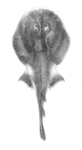 Blackspotted numbfish (Narcine timlei)