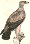 Aquila punctata = Asian tawny eagle (Aquila rapax vindhiana)