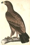 Aquila fusca = Asian tawny eagle (Aquila rapax vindhiana)