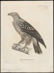 Aquila naevioides = tawny eagle (Aquila rapax)