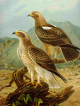 Booted eagle (Hieraaetus pennatus)