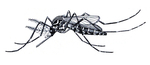 Stegomyia fasciata = Aedes aegypti (yellow fever mosquito)