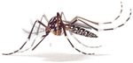 Aedes aegypti (yellow fever mosquito)