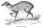 Tragulus meminna = Indian spotted chevrotain (Moschiola indica)