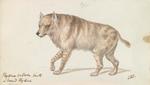 Strand Hyaena = brown hyena (Parahyaena brunnea)