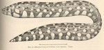 Muraena lampra = leopard moray eel (Enchelycore pardalis)