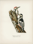 Dryobates leucotus = white-backed woodpecker (Dendrocopos leucotos)