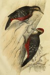 Picus owstoni = white-backed woodpecker (Dendrocopos leucotos owstoni)