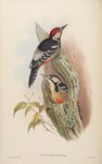 Picus insularis = white-backed woodpecker (Dendrocopos leucotos insularis)
