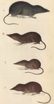 Bachman's shrews: Arctic shrew (Sorex arcticus), masked shrew (Sorex cinereus), fringe-footed sh...