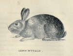 Lepus nuttallii = Sylvilagus nuttallii (mountain cottontail rabbit)