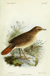 Erythacus sibilans = Larvivora sibilans, Rufous-tailed Robin