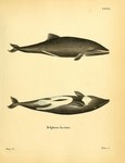Delphinus hastatus = Heaviside's dolphin (Cephalorhynchus heavisidii)