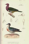 Columba porphyrio = Ptilinopus porphyreus (pink-headed fruit dove), Columba cruentata = Luzon bl...