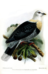 Ptilopus alligator = black-banded fruit dove (Ptilinopus alligator)