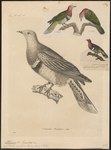 Ptilinopus roseicollis = Ptilinopus porphyreus (pink-headed fruit dove)