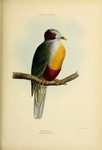 Ptilonopus occipitalis = Ptilinopus occipitalis (yellow-breasted fruit dove)