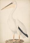 Pelecanus onocrotalus (Great White Pelican)