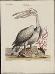 Pelecanus onocrotalus (Great White Pelican)