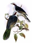 Ptilope de Fischer - Ptilinopus fischeri - red-eared fruit dove