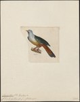 Carpophaga gularis = Ptilinopus subgularis (Banggai fruit dove, maroon-chinned fruit dove)