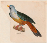 ...aris (Banggai fruit dove, maroon-chinned fruit dove)