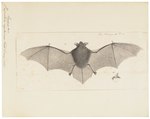 Vespertilio mystacinus = Myotis mystacinus (whiskered bat)