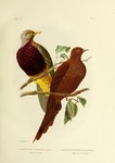brown cuckoo-dove (Macropygia phasianella) & Ptilinopus magnificus (wompoo fruit dove)