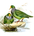 Ptilonopus aurantiifrons = Ptilinopus aurantiifrons (orange-fronted fruit dove)