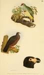 ...Ptilinopus perousei = Ptilinopus perousii (many-colored fruit dove), Columba vitiensis (metallic